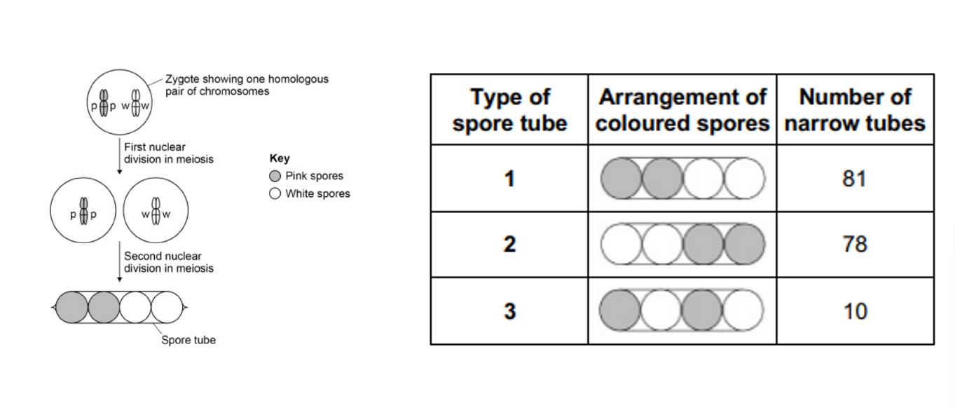<p>The scientist recorded the arrangement of coloured spores inside many narrow tubes. His results are shown in the table </p><p>Using all the information in this question, what can you conclude from the scientist’s results about the movement of chromosomes in meiosis in this fungus? (3) </p>