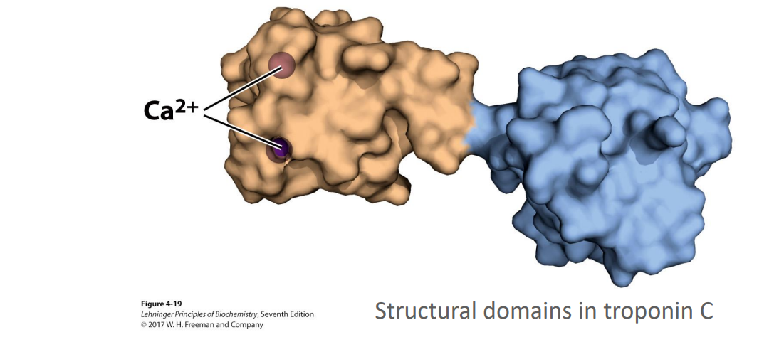 <ul><li><p>These are independently <strong>stable </strong>parts of a polypeptide chain, or those that can undergo movement as a <em><u>single entity</u></em> with respect to the protein</p></li><li><p>For example the calcium binding domain of this protein </p></li><li><p>E.g. 1 domain → active site, 2nd domain → the active/inactive binding site (imagine tryptophan regulator protein) </p></li></ul><p></p>