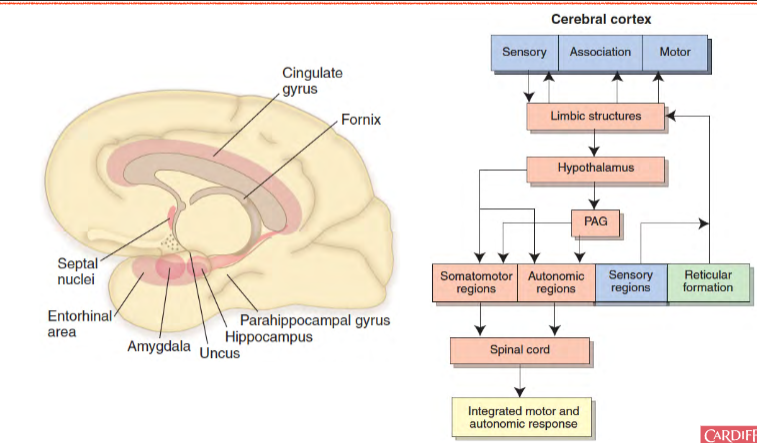 <p>cingulate gyrus, fornix, parahippocampal gyrus, hippocampus, uncus, amygdala, entorhinal area, and septal nuclei</p>