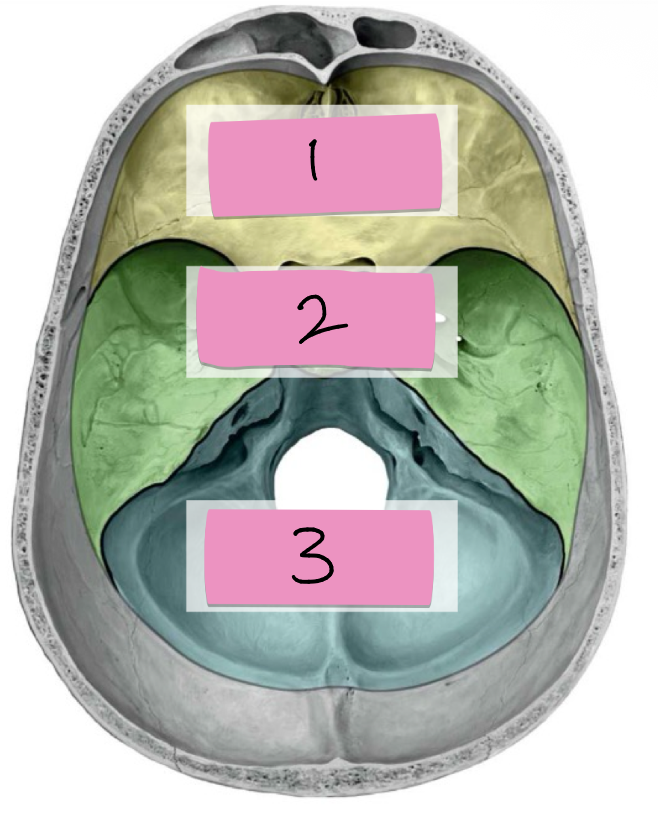 <p>Name 2 and what bone part of this region:</p>