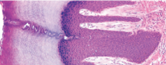 <p>Slide 4</p>