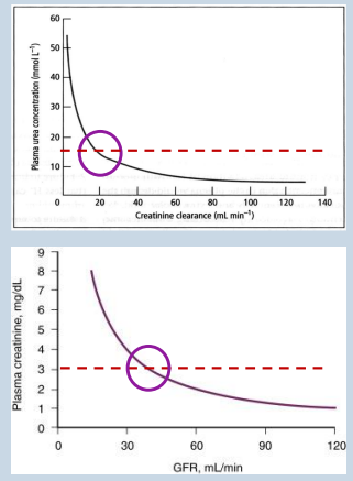 <p>Urea:</p><p>• Reabsorbed in <span style="color: purple;">PCT and CD.</span></p><p>•<span style="color: purple;"> Secreted in descending loop of Henle </span>for <span style="color: purple;">hyperosmotic gradient.</span></p><p>• Variable concentration depending on diet and hydration.</p><p>• Requires significant kidney damage before noticeable effect in plasma concentration.</p><p></p><p>Creatinine:</p><p>• Not reabsorbed.</p><p>• Only small amount secreted into renal tubules.</p><p>• Stable production/degradation ratio.</p><p>• Raised when up to 75% reduction in GFR</p><p></p><p>the circles are the warning points - lose a massive amount of kidney function before standard blood test notices a change - red dashed lines show upper limit of whats considered normal</p><p>danger zone is right side - shows kidney damage/failure</p>