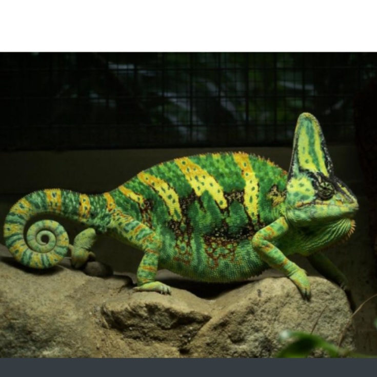 <p>name this animal</p>