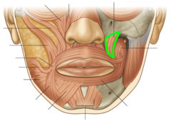 <p>Elevates corner of mouth (bilateral - smile, unilateral smirk)</p>