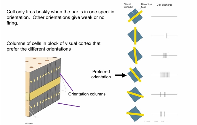 <p>specific orientation of stimulus</p>