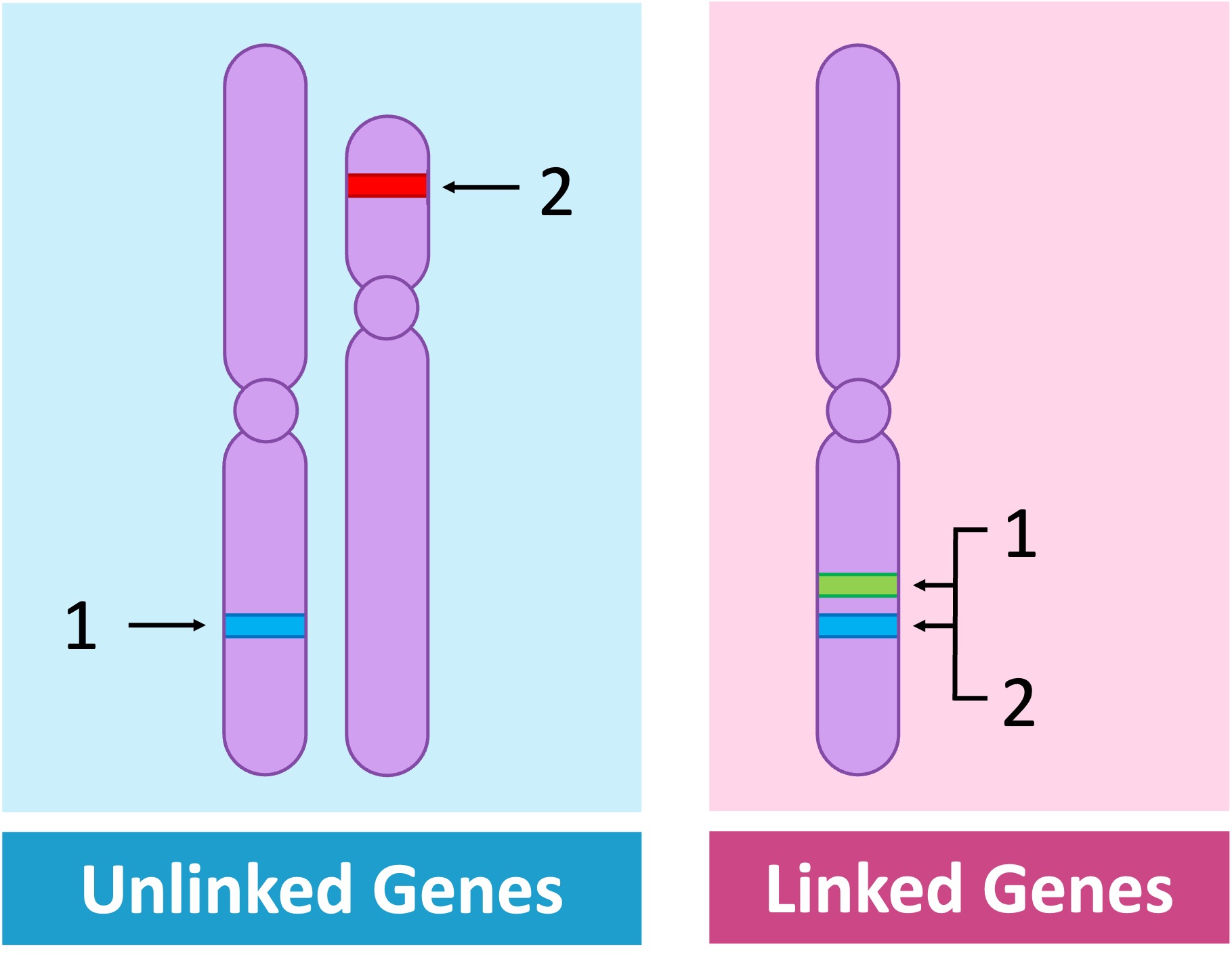 <p>Unlinked Genes</p>