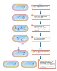 <p>Transduction where a specific part of the host genome is incorporated into the virus.</p>