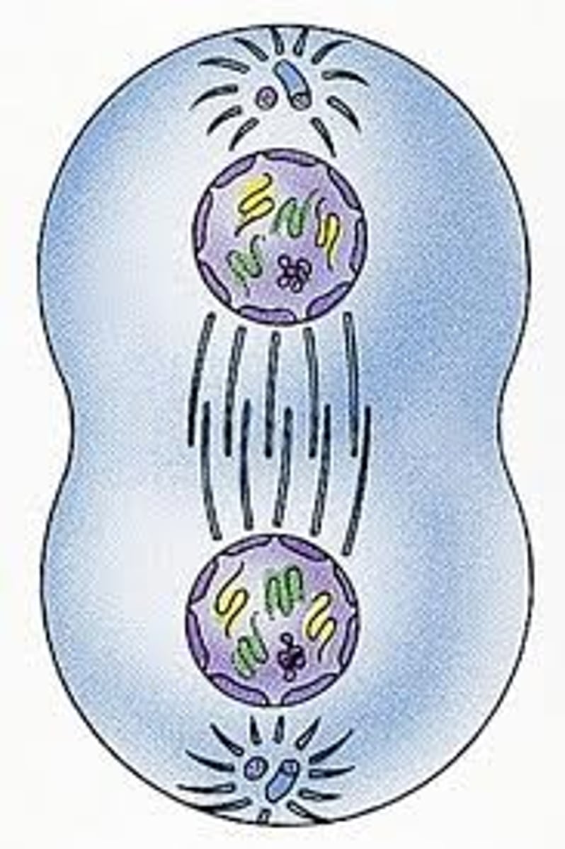 <p>Living cells only arise from preexisting cells.</p>