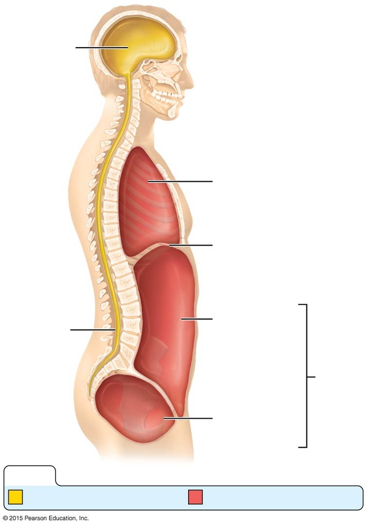 <p>cranial cavity</p>
