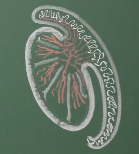 <p>Décrivez l’anatomie interne du testicule et de l’épididyme.</p>