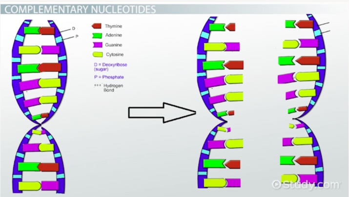 <p>Lays down a short RNA primer for DNA polymerase.</p>
