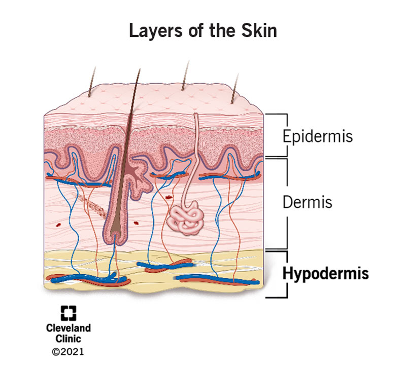 <p>Hypodermis.</p>