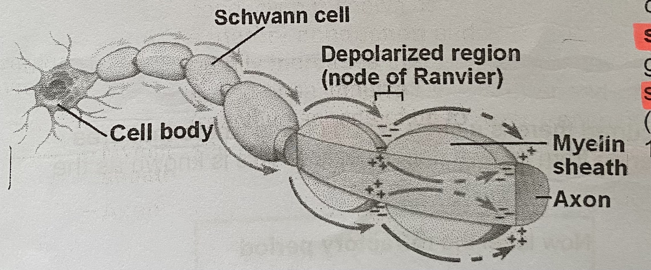 <ul><li><p>Depolarisation can only occur at the nodes of Ranvier (gaps between the schwann cells). This means the <strong>impulse jumps</strong> from node to node</p></li><li><p>This type of conduction is known as <strong>saltatory conduction </strong>and greatly <strong>increases</strong> the speed of an impulse (reaching speeds of up to 120 ms^-1)</p></li></ul><p></p>