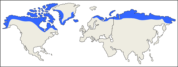 <p>Tundra </p>