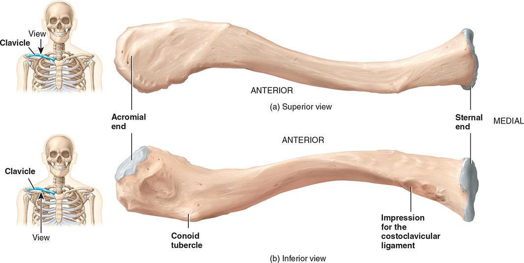 <p>clavicle </p>