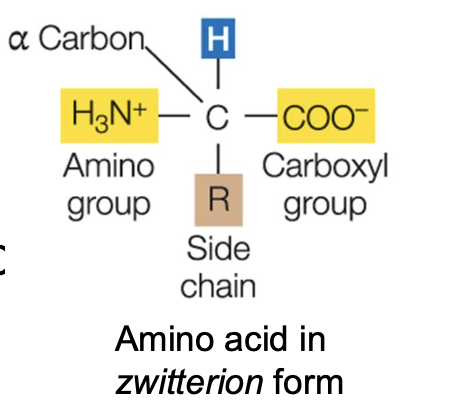 <p>All amino acids have a central (⍺) Carbon with 4 attached groups:</p><p class="p1">• Hydrogen (-H)</p><p class="p1">• A basic amino (-NH2)</p><p class="p1">• An acidic carboxyl (-COOH)</p><p class="p1">• A side chain (-R)</p>