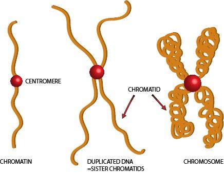 <p><strong>Chromatin</strong><span> is the </span><strong>uncondensed form of DNA</strong><span> in the nucleus → found during interphase</span></p>