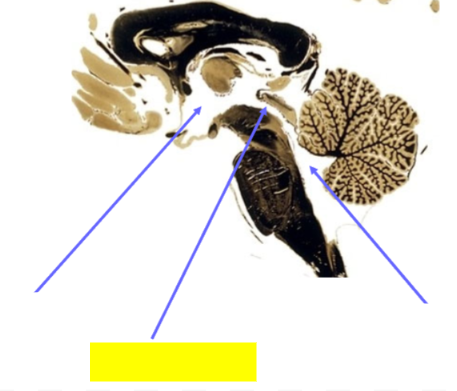 <p>Name the structure</p>