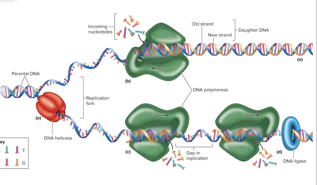 <p><span style="font-size: calc(var(--scale-factor)*23.79px);">Four steps of DNA replication:</span><span><br></span><span style="font-size: calc(var(--scale-factor)*22.34px);">1. Unwinding the helix from the histones</span><span><br></span><span style="font-size: calc(var(--scale-factor)*22.34px);">2. The <strong>DNA helicase enzyme </strong>unzips a small portion of the helix, separating the strands and forming a replication fork</span><span><br></span><span style="font-size: calc(var(--scale-factor)*22.34px);">3. <strong>DNA polymerase</strong> moves along each strand, reads the exposed bases, and synthesizes complementary strands</span><span><br></span><span style="font-size: calc(var(--scale-factor)*20.18px);">• <strong>DNA ligase enzyme </strong>binds/connects on the new but discontinuous strand. </span><span><br></span><span style="font-size: calc(var(--scale-factor)*20.18px);">• <strong>Semiconservative replication</strong>—each new DNA molecule contains old (parental) DNA strand and a newly synthesized DNA strand</span><span><br></span><span style="font-size: calc(var(--scale-factor)*22.37px);">4. New <strong>histones</strong> are synthesized to organize new DNA strands</span><span><br></span><span style="font-size: calc(var(--scale-factor)*22.34px);">into nucleosomes and they are further condensed into sister chromatids. </span></p>