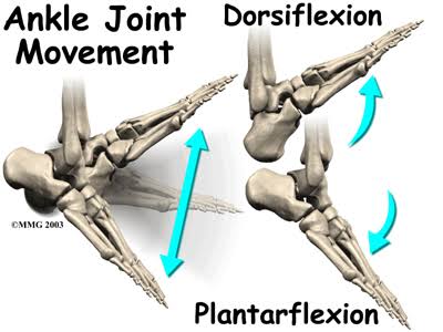 <p>hinge joint</p>