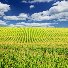 <p>(adj) Having to do with farming or agriculture.</p>