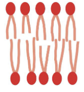 <p>reduces, increases</p>