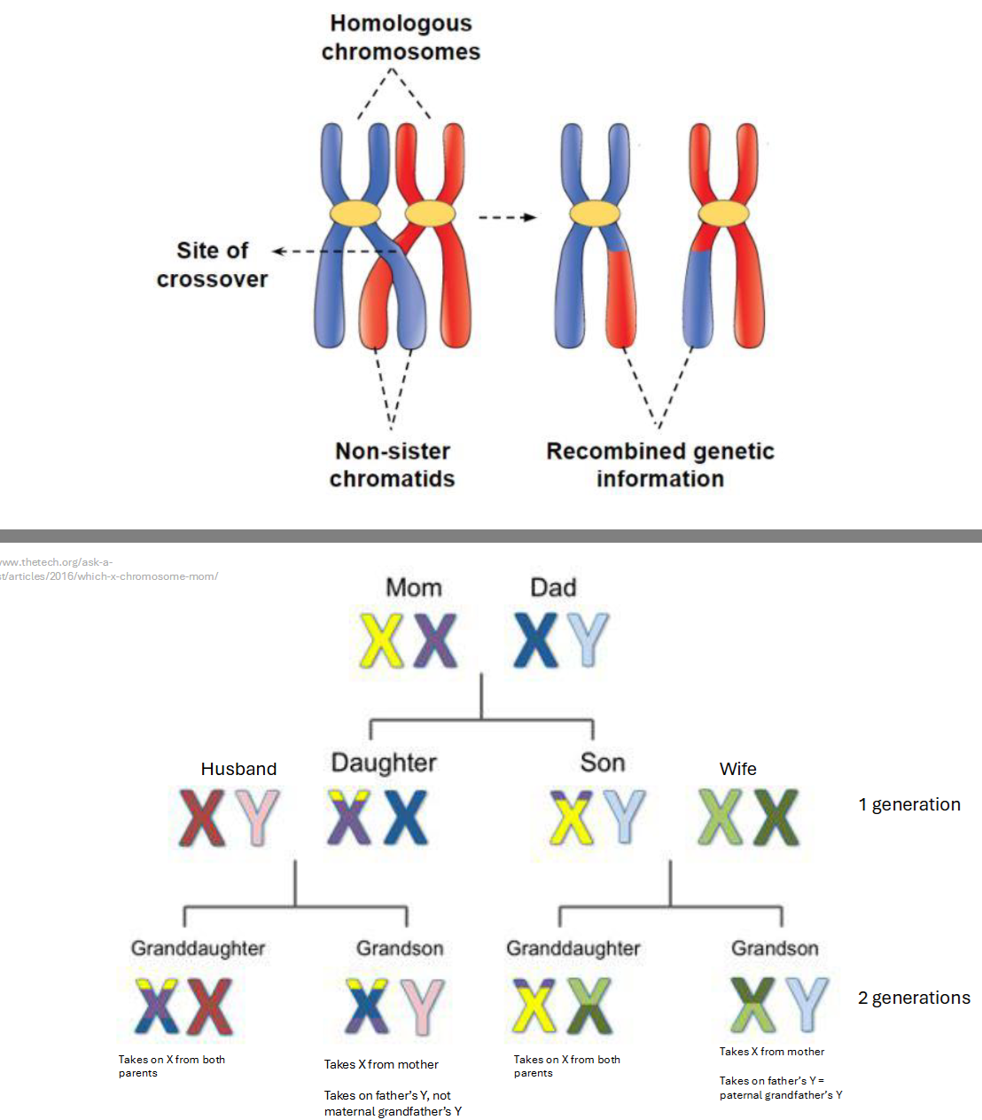 <p>XX and XY chromosomes are passed down differently</p>