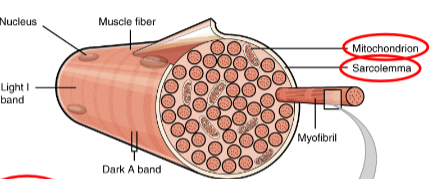 <p>Muscle fiber cell membrane</p><p>o Responsive to electrical stimulation[ion changes] by motor neurons</p><p>o Multiple pores enable communication throughout cell</p>