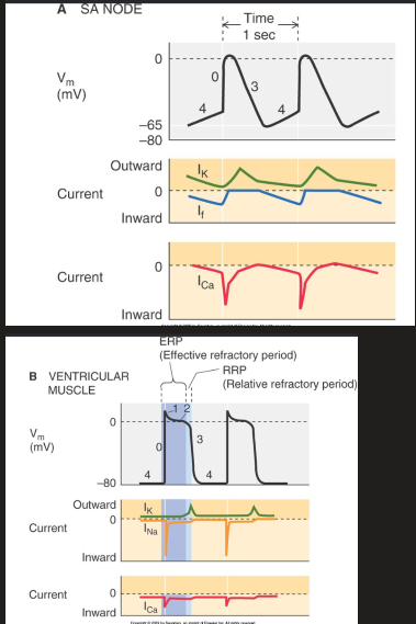 <ol start="0"><li><p>depolarizing upstroke - slow with Ca2+ (pacemakers), fast with Ca2+ and Na+ (contractile cells)</p></li><li><p>rapid repolarization (contractile cells) - inactivation of Ca2+ and Na+ currents</p></li><li><p>Plateau phase of ventricular muscle - continued Ca2+ and Na+ influx to lengthen refractory period</p></li><li><p>repolarization - outward K+ current</p></li><li><p>Diastolic potential - stable RMP (contractile cells), pacemaker potential (pacemakers)</p></li></ol><p></p>