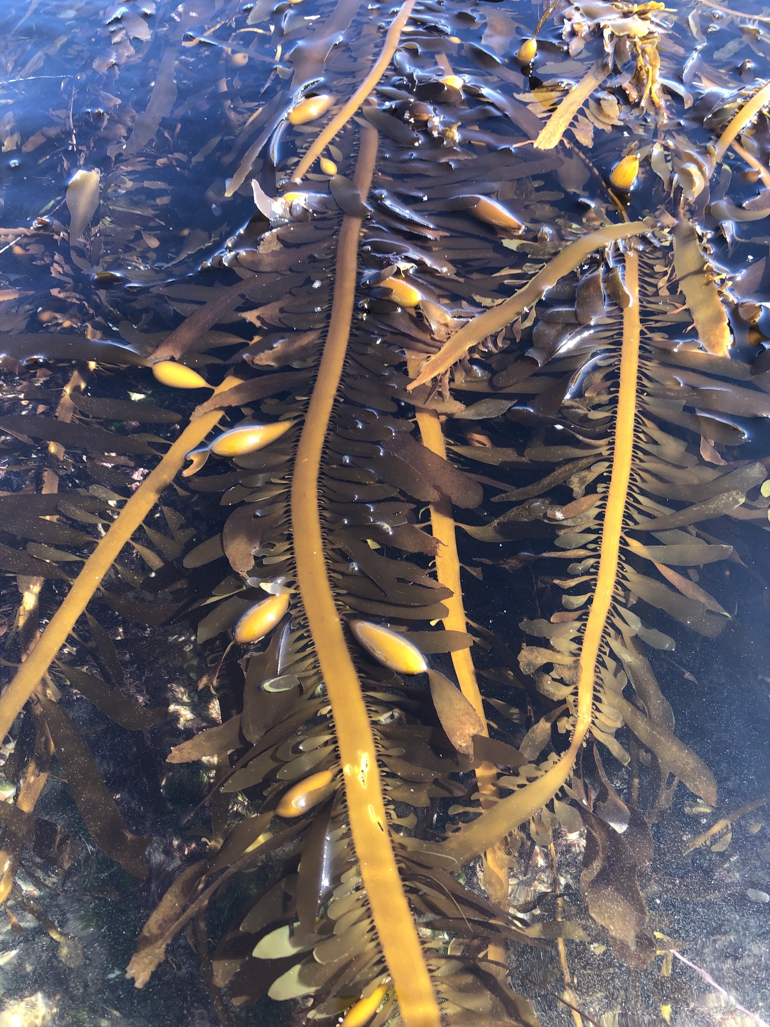 <p>Feather Boa Kelp</p>
