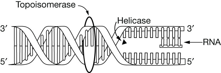 <p>Figure 1 illustrates a model of the molecules involved in DNA replication and their placement relative to each other.<br>Figure 1. Model including molecules involved in DNA replication</p><p>Which of the following correctly explains where DNA replication will begin on the strand oriented 5'→3', reading from left to right?</p>