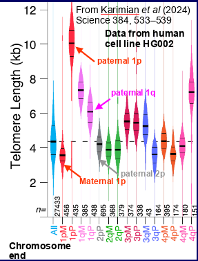 <p>Nanopore &amp;  PacBio sequencing- showed telomere length varies between different chromosomes , the short and long arms of the same chromosome, the maternal and paternal copies of a chromosome </p><p>overall showed telomere length doesn’t give the whole story -some chromosomes may be much shorter than average</p>