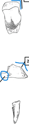 <ul><li><p>hoof</p></li><li><p>articulation extends posteriorly </p></li><li><p>curved + bumpy</p></li><li><p>right angle, stands upright</p></li></ul><p></p><p>sheep distal phalanx</p><p></p>