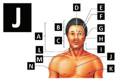 <p>chest</p>