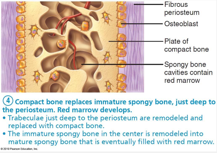 <ul><li><p>Osteoblasts in the periosteum create compact bone for the external surface</p></li><li><p>Spongy bone is filled with red bone marrow on the inside </p></li></ul><p></p>