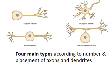 <ul><li><p><span style="background-color: transparent;">The main cell of the nervous system is the neuron</span></p></li><li><p><span style="background-color: transparent;">Neurons are specialized to receive and transmit electrical impulses</span></p></li></ul><p></p><p></p>
