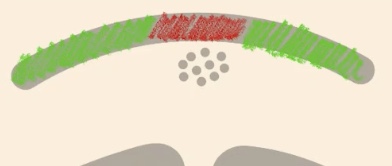 <p>Will be expressed in the surface Ectoderm, but in the Neural plate remember that it is receiving signals from the notochord → so it is going to stop expressing E-cadherin and is going to express N-cadherin (red) </p>