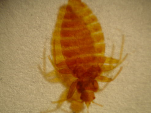 <p>What organism is this?</p>