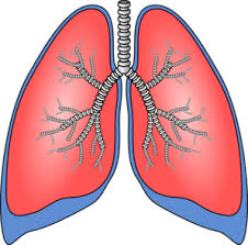 <p>lungs</p>