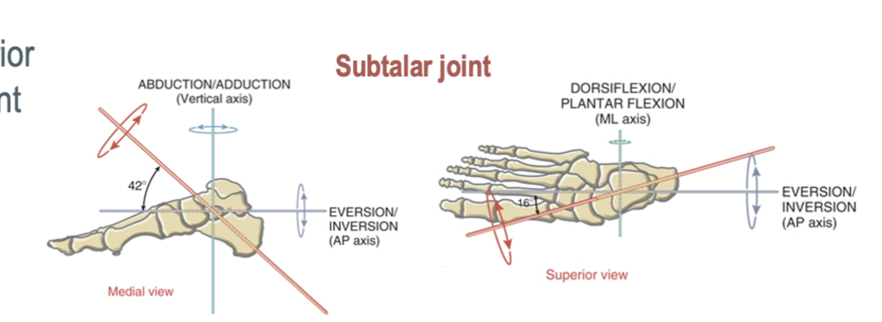 <p>pierces lateral-posterior heel and passes through subtalar joint in anterior, medial, and superior directions </p>