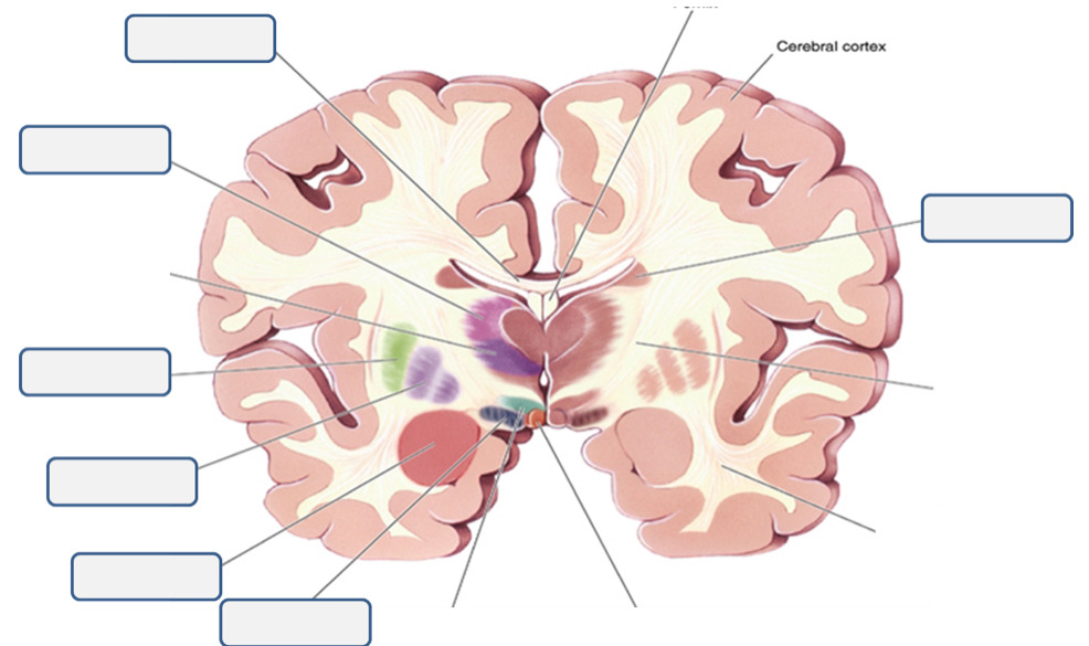 <p>cross section</p>
