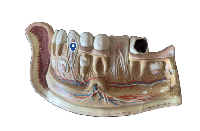 <p>Name this tooth type.</p>