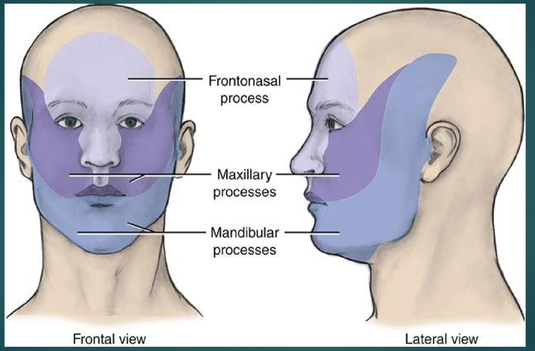<p>The human face develops from 5 elevated “prominences”, note that different references may use “swelling” or “process” they’re referring to the same thing</p>