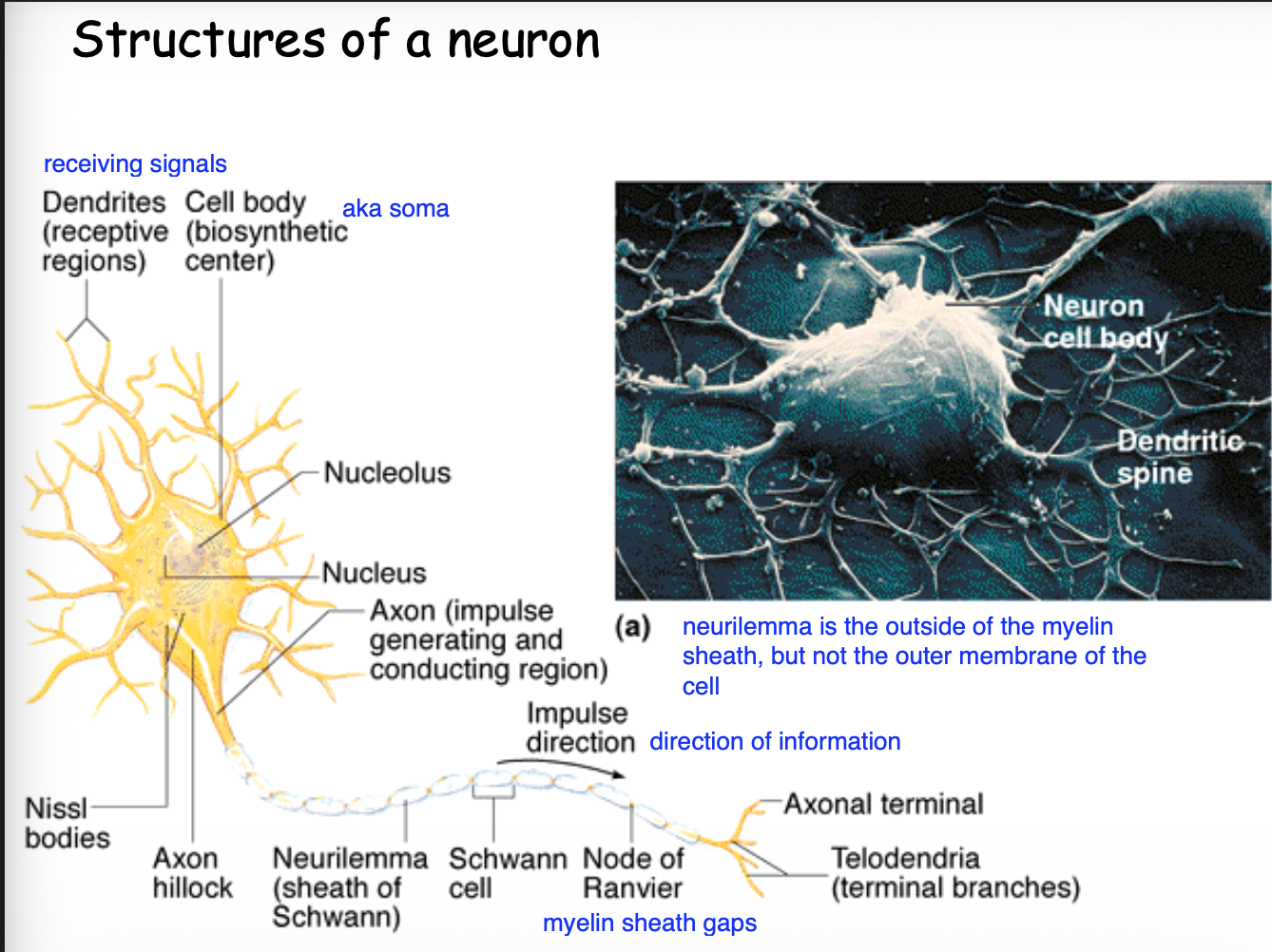 <ol><li><p>Cell body (aka soma)</p></li><li><p>Dendrite</p></li><li><p>Axon</p></li><li><p>Axon hillock</p></li><li><p>Axon collateral</p></li><li><p>Telodendria</p></li></ol><p></p>