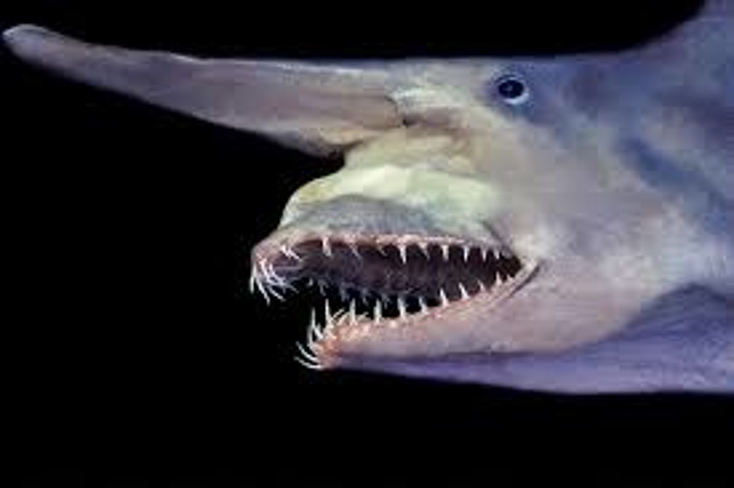 <p>This shark is pink-skinned, elongated with a flattened snout and highly protrusible jaws containing prominent nail-like teeth.</p>