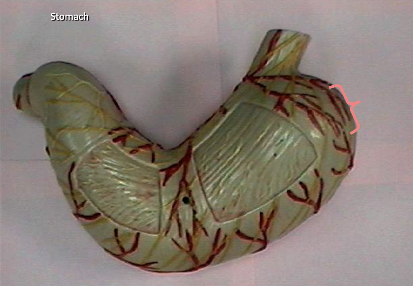 <p>Identify the organs of the digestive tract.</p>