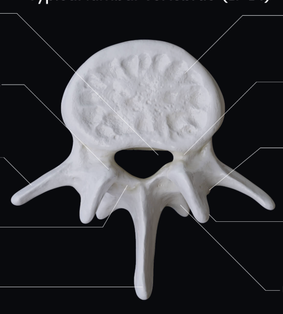 <p>What vertebrae is this </p>