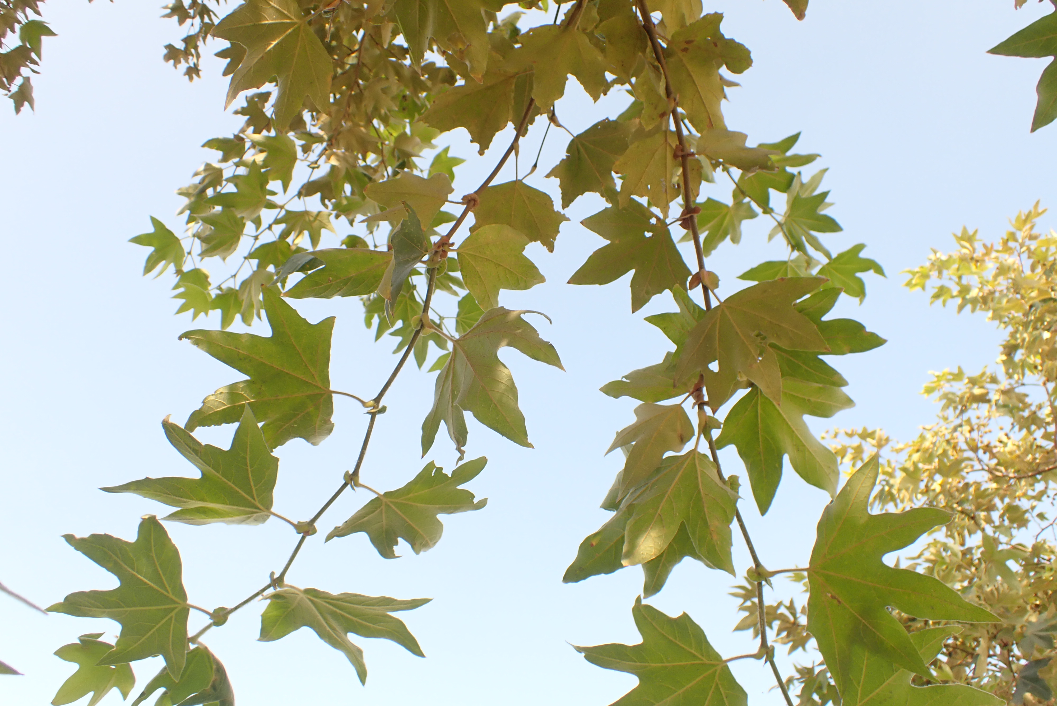 <p>Platanus racemosa - California Sycamore</p>