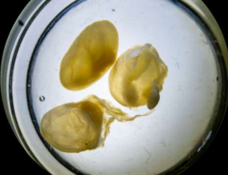 <p>Phylum &amp; name?</p>