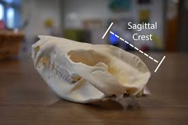 <p>identify the sagittal crest, and frontal bone on a mammal skull</p>